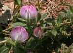 : - Ononis spinosa subsp. australis