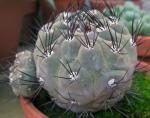 : - Ortegocactus macdougallii