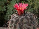 : - Parodia subterranea