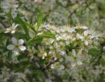 : - Prunus ramburii