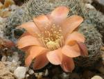 : - Lobivia pygmaea