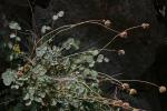 : - Sanguisorba rupicola