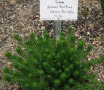 Goldmanns Mauerpfeffer - Sedum goldmanii
