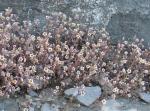 : - Sedum mucizonia