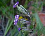 : - Silene secundiflora
