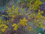 : - Ulex parviflorus