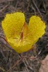 : - Calochortus weedii
