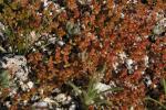: - Crassula connata