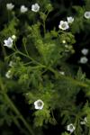 : - Eucrypta chrysanthemifolia