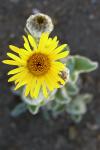 : - Hulsea californica