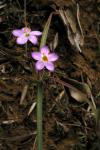 : - Linanthus filipes