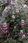 : - Lupinus excubitus