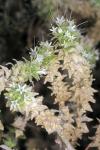 : - Petalonyx thurberi