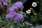 : - Phacelia pedicellata