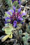 : - Salvia pachyphylla