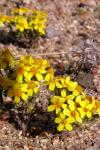 : - Syntrichopappus fremontii