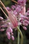 Hübscher Lauch - Allium carinatum subsp. pulchellum