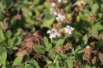 Teppich-Verbene - Phyla nodiflora