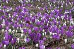 Banat-Safran-Crocus vernus subsp. vernus