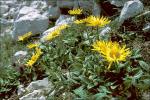 Gletscher-Gämswurz - Doronicum glaciale