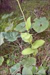 : - Epipactis helleborine subsp. leutei
