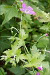 Sumpf-Storchschnabel - Geranium palustre