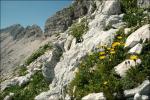 Berg-Löwenzahn - Scorzoneroides montana