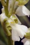 : - Anacamptis morio subsp. morio
