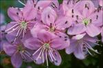 Zwerg-Alpenrose - Rhodothamnus chamaecistus