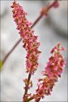 Schnee-Ampfer - Rumex nivalis