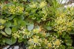 Stumpfblättrige Weide - Salix retusa