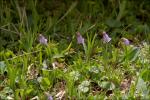 Niedriges Alpenglöckchen - Soldanella pusilla