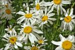 : - Tanacetum corymbosum subsp. subcorymbosum
