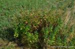 : - Panicum clandestinum