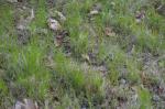 : - Carex pensylvanica