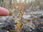: - Camissonia minor
