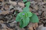 : - Meehania cordata