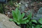 Götterblume - Dodecatheon meadia