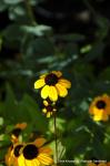 Dreilappen-Sonnenhut - Rudbeckia triloba