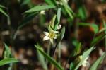 : - Uvularia sessilifolia