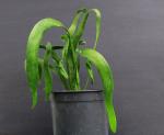 : - Ophioglossum pendulum subsp. falcatum