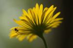Kriechende Gämswurz - Doronicum pardalianches