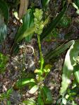: - Altensteinia virescens