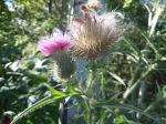 Gewöhnliche Kratzdistel - Cirsium vulgare