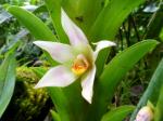 : - Camaridium carinulatum