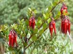 : - Ceratostema alatum