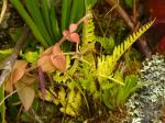: - Cryptocentrum latifolium