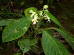 : - Drymonia brochidodroma