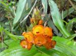 : - Elleanthus aurantiacus