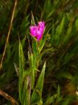 : - Elleanthus gastroglottis